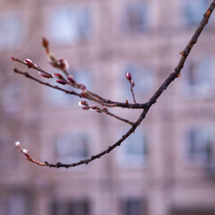 Willow branch against the background of city windows