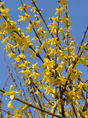 forsythia bush with yellow flowers scenic at spring