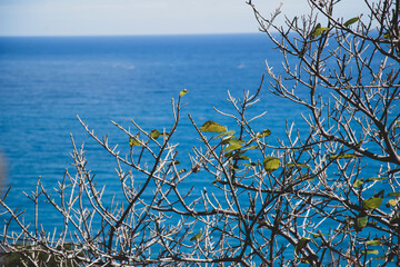 Azul, Verde, Rosa