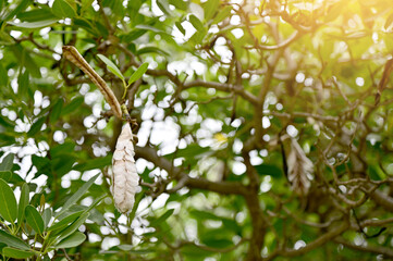 Fototapeta premium Old white pods of Yellow elder (Trumpetbush, Trumpetflower, Yellow trumpet-flower, Yellow trumpetbush, Tecoma stans) beautiful flowers with natural background at Thailand.