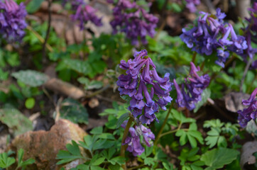 Natural spring background - Corydalis solida flowers in nature.