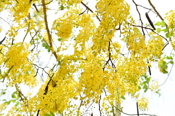 Golden Shower Tree, Cassia fistula beautiful yellow flowers and green leaves of Thailand in the garden. Focus on leaf and shallow depth of field.