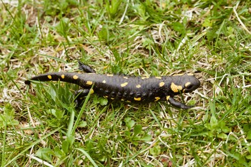 Salamandra
