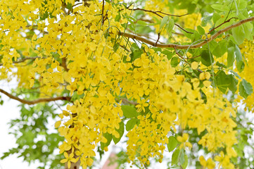 Obraz premium Golden Shower Tree, Cassia fistula beautiful yellow flowers and green leaves of Thailand in the garden. Focus on leaf and shallow depth of field.