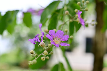 Queen's Flower, Queen's crape myrtle, Pride of India, Jarul, Pyinma or Inthanin Beautiful flowers of Thailand in the garden. 
Focus on leaf and shallow depth of field.