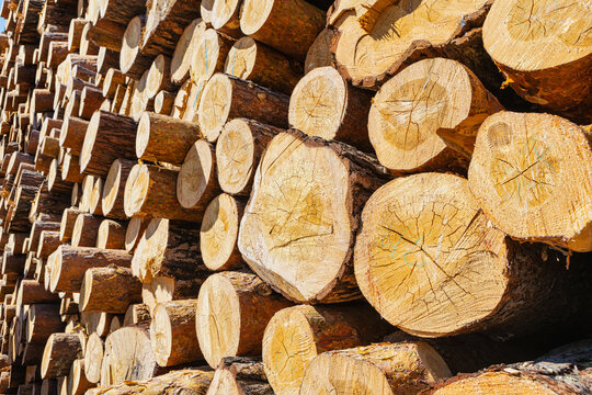 Pile of pine logs in a sawmill for further processing. Pile of tree trunks.