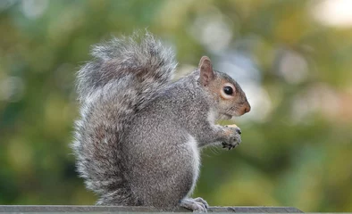 Foto auf Alu-Dibond Closeup shot of an eastern gray squirrel © Nigel Harris/Wirestock
