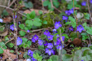 Leberblümchen blühend im Wald,