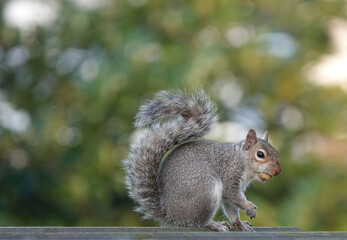 Closeup shot of an eastern gray squirrel © Nigel Harris/Wirestock