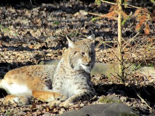 lynx