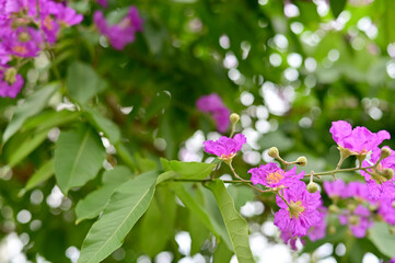 Queen's Flower, Queen's crape myrtle, Pride of India, Jarul, Pyinma or Inthanin Beautiful flowers of Thailand in the garden. 
Focus on leaf and shallow depth of field.
