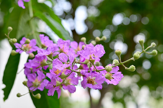 Pyinma Images – Browse 123 Stock Photos, Vectors, and Video | Adobe Stock