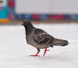 Dove walks in the snow