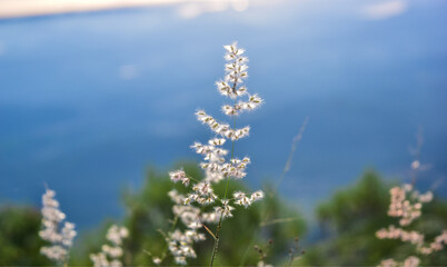 Amazing blue sky and flowers
