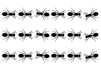 A line of worker ants marching in search of food.black and whitebackground and texture.Vector banner