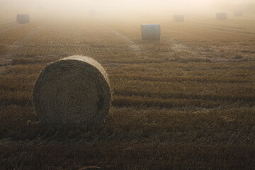Golden sunrise or sunset lght over misty, rural countryside farmland with hay bales scattered...