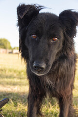 Fototapeta premium mirada de amor