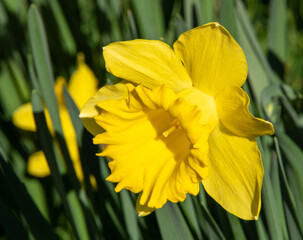 Daffodils