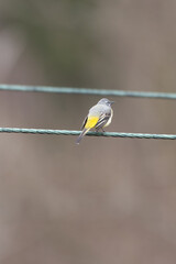 Grey wagtail (Motacilla cinerea) on the power line - Nominate race - Poland