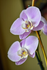 purple and white orchid flower
