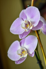 Obraz premium purple and white orchid flower