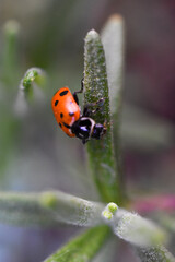Obraz premium ladybug on rosemary leaf right facing