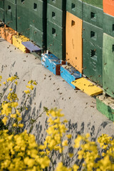 Bienenstöcke im Rapsfeld