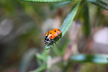 Fototapeta na wymiar ladybug on rosemary left facing macro