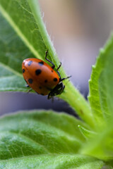 Fototapeta premium Ladybug on sunflower leaf downward