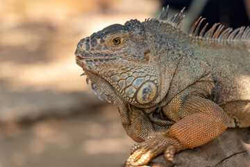 Portrait of iguana