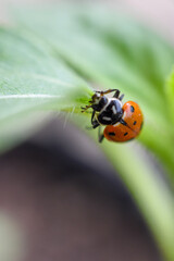 Ladybug on sunflower leaf