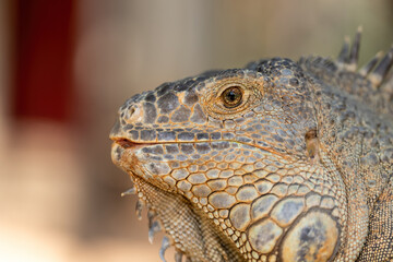 Portrait of iguana