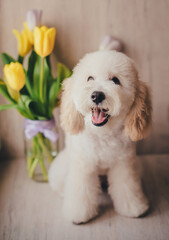 Cute blond pygmy poodle puppy 