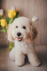 Cute blond pygmy poodle puppy 