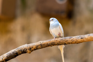 Budgerigar bird on a branch