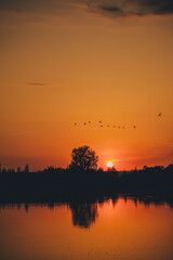 sunset over the lake. A flock of birds flying for the night .