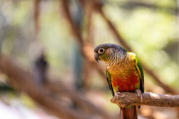 Conure Parrot on a branch