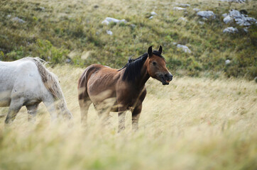 Obraz na płótnie Canvas Livno, Bosnia and Herzegovina, horse, black horse, white horse, black and white horse,pony, beautiful,nature
