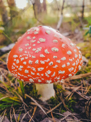 Large mushroom red to white point amanita 