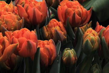 Orange Princess Tulips in Amsterdam, Holland © Monica