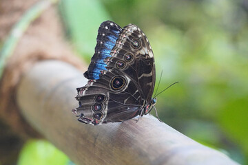 Ausflug nach Klütz in den Schmetterlingspark