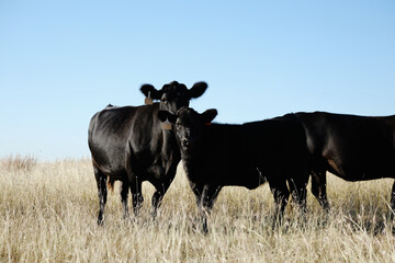 Black angus cows on beef ranch looking at camera from prairie grass field in rural country.