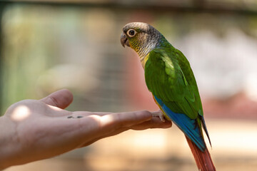 Bird sitting on a hand