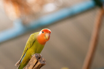 Rosy-faced lovebird on a branch