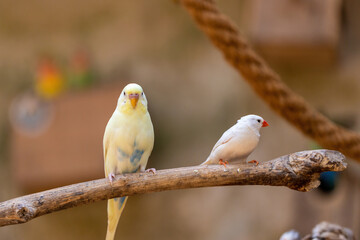 Two birds sitting on a branch
