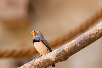 Zebra finch bird on a branch