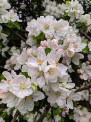 Blooming apple tree