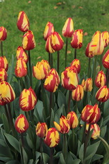 Yellow Red Flamed Helmar Tulips Against a Bright Green Grass Background in Amsterdam, Holland