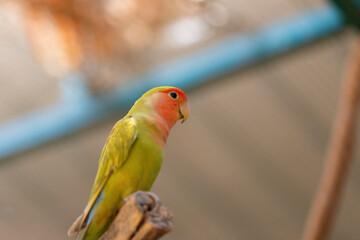 Rosy-faced lovebird on a branch
