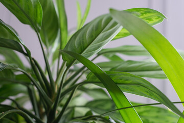 Obraz premium Flowers in pots on the windowsill